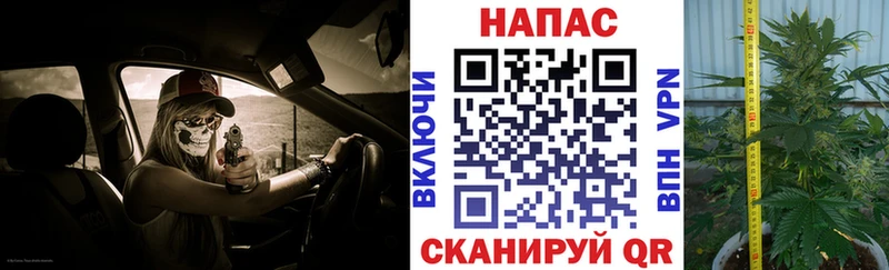 Конопля SATIVA & INDICA  Сковородино 